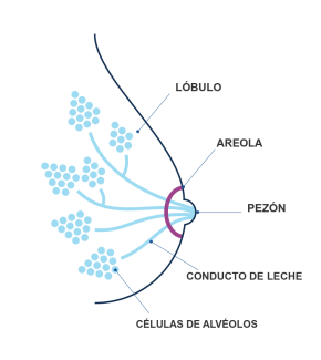 How Breast Milk is Made Spanish